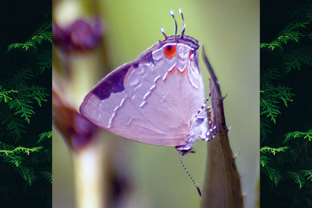 Nesiostrymon endela