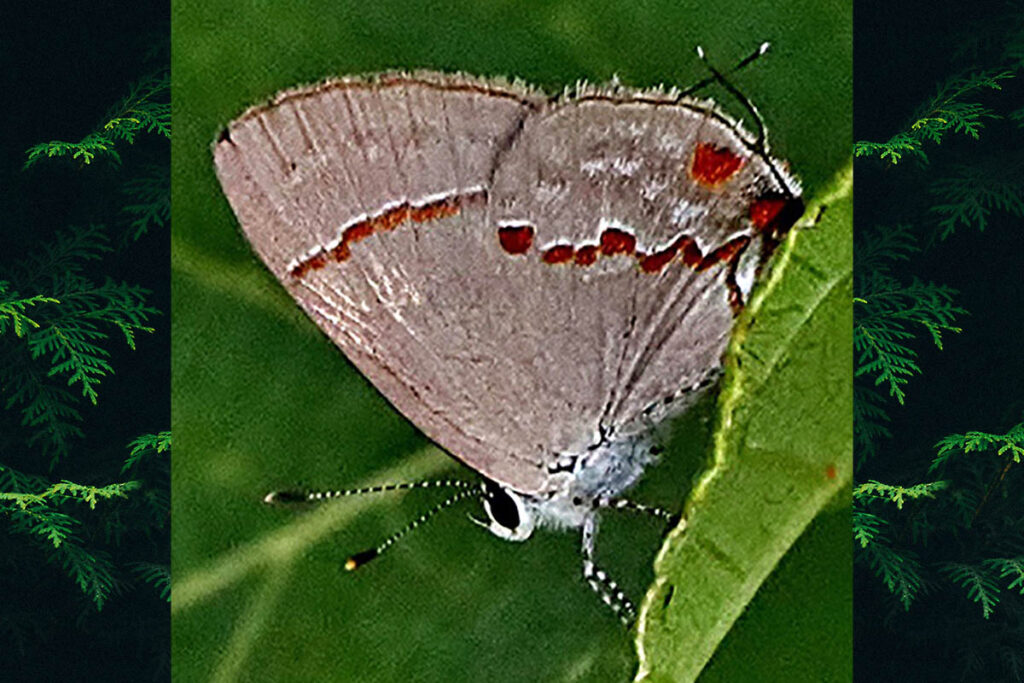 Nicolaea demilineata