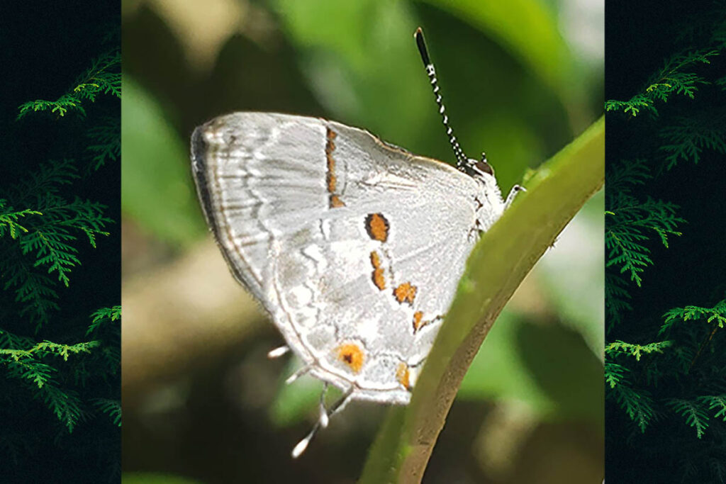 Nicolaea dolium 2