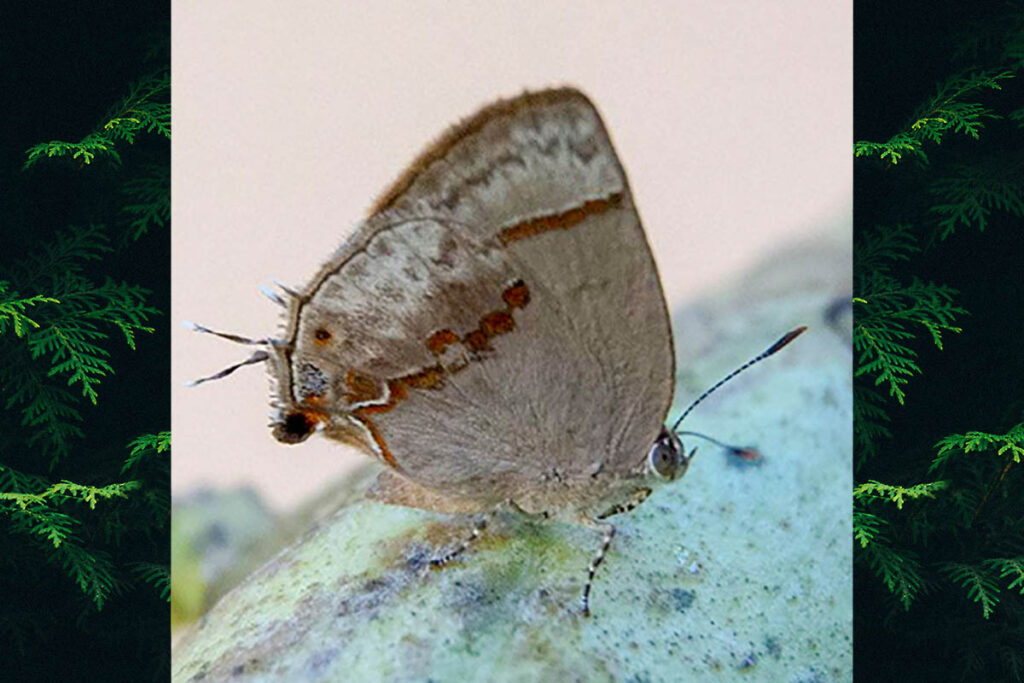 Nicolaea torris