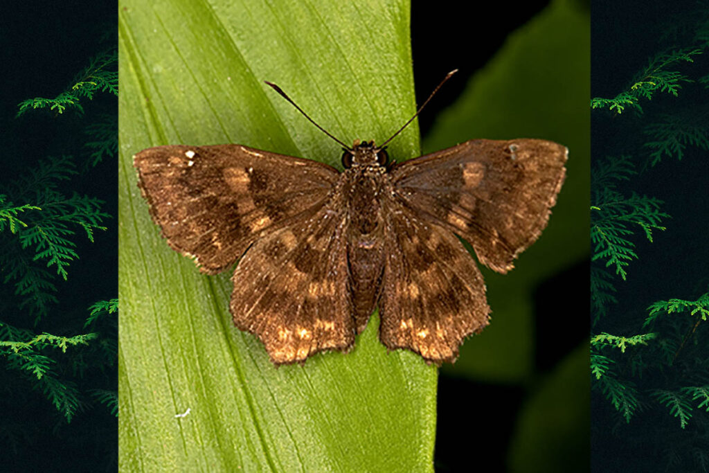 Nisoniades bipuncta