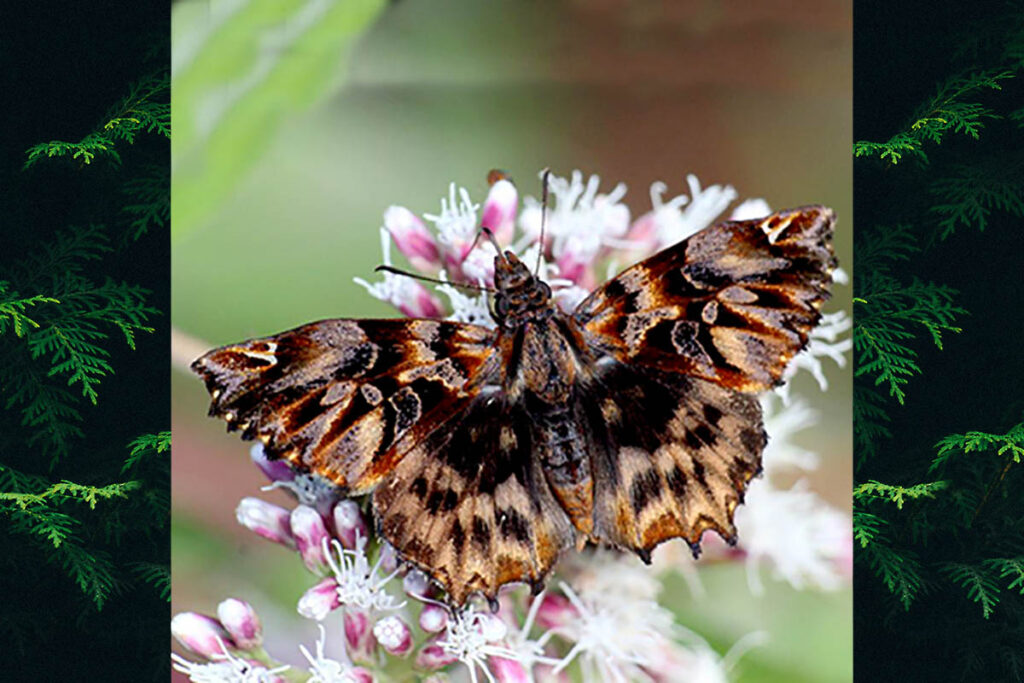 Noctuana diurna