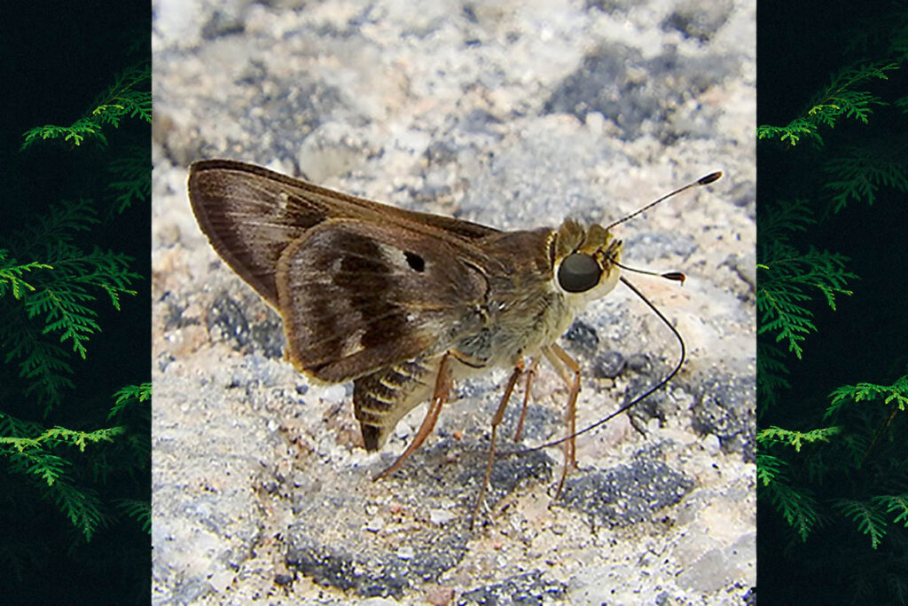 Nyctelius nyctelius nyctelius
