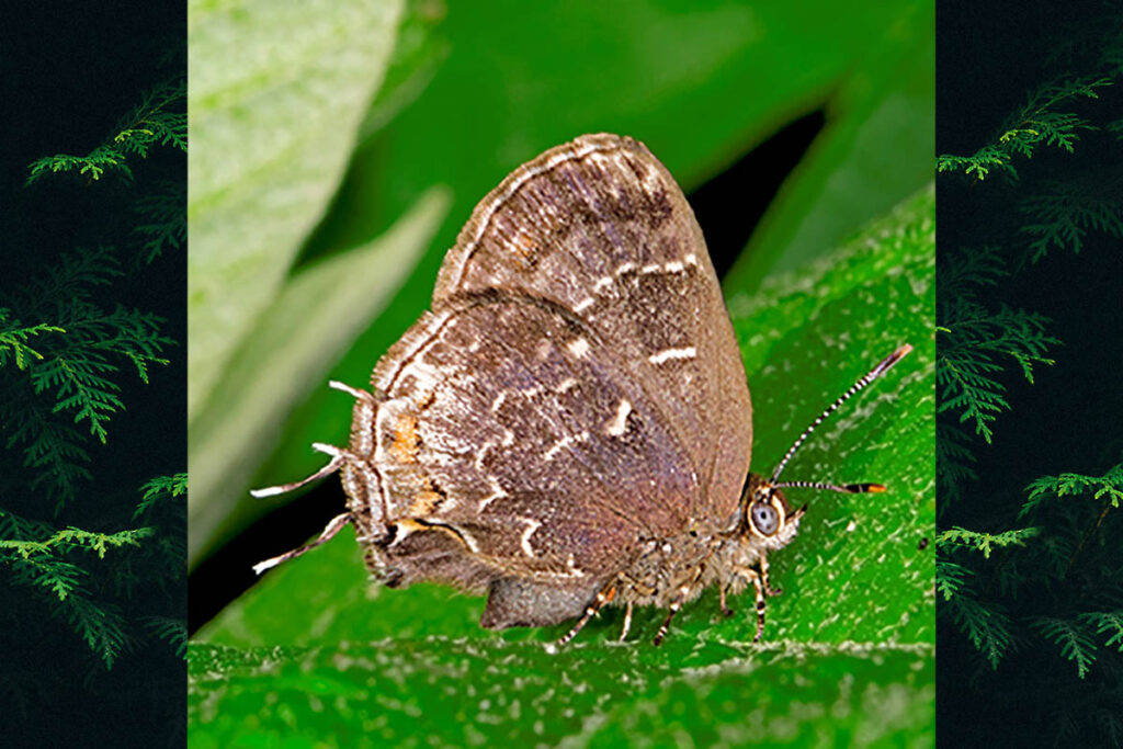 Ocaria ocrisia
