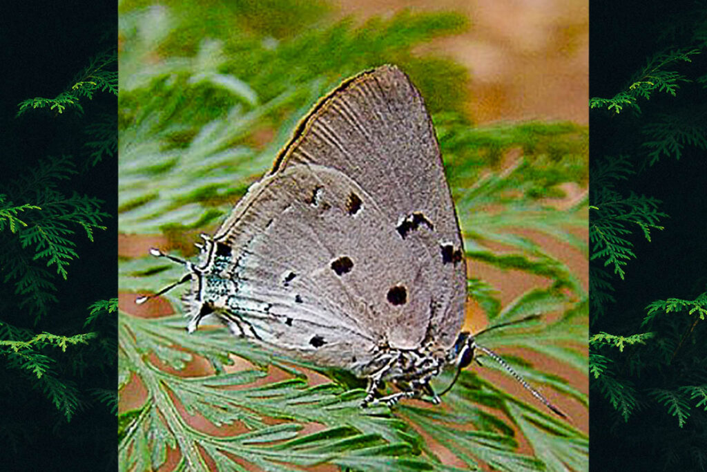 Oenomaus ortygnus 2