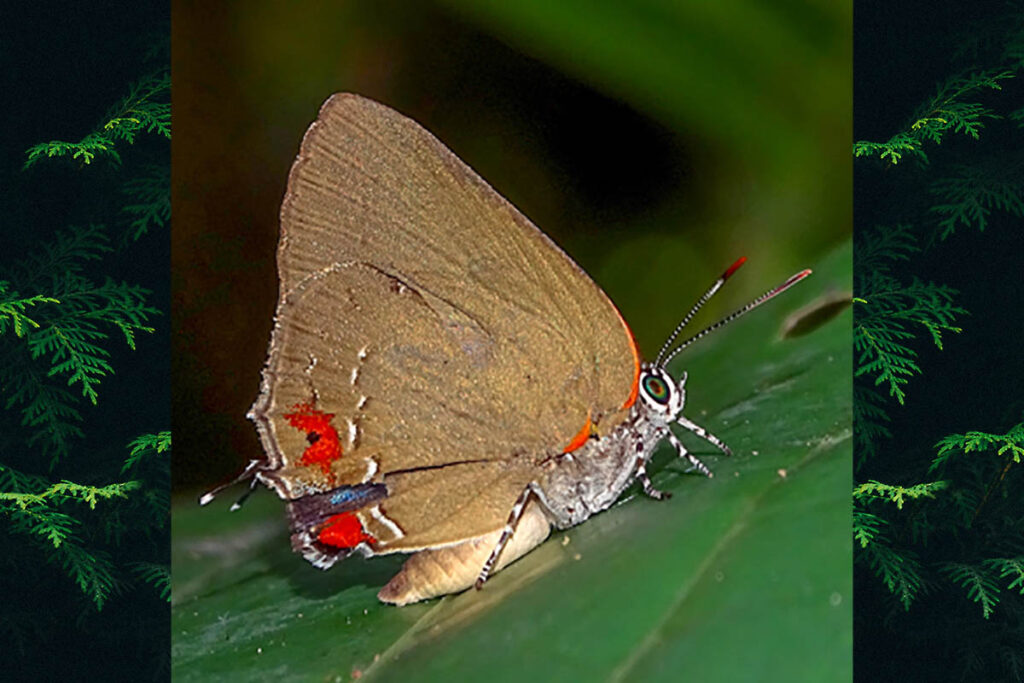 Olynthus obsoleta 1
