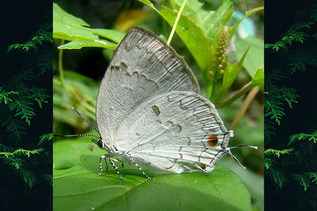 Ostrinotes sophocles