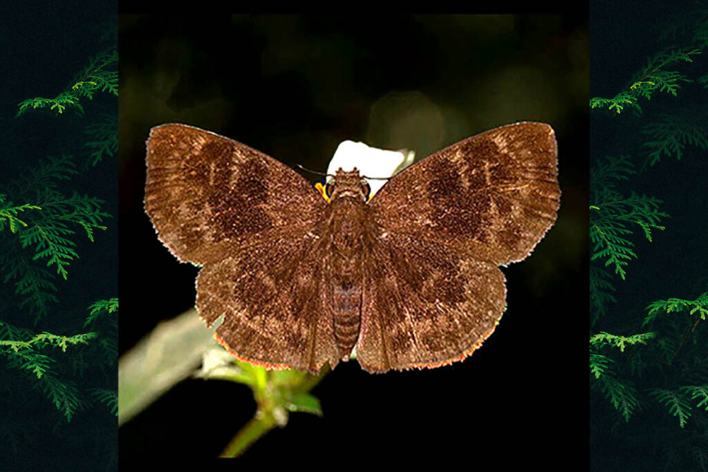 Ouleus fridericus riona