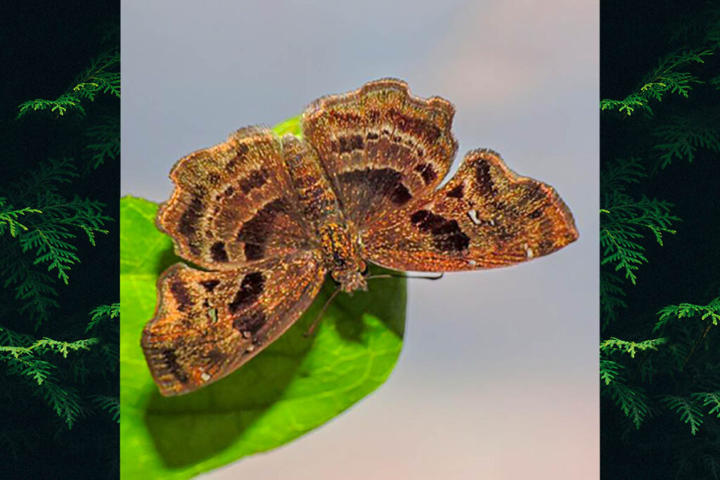 Paches liborius areta