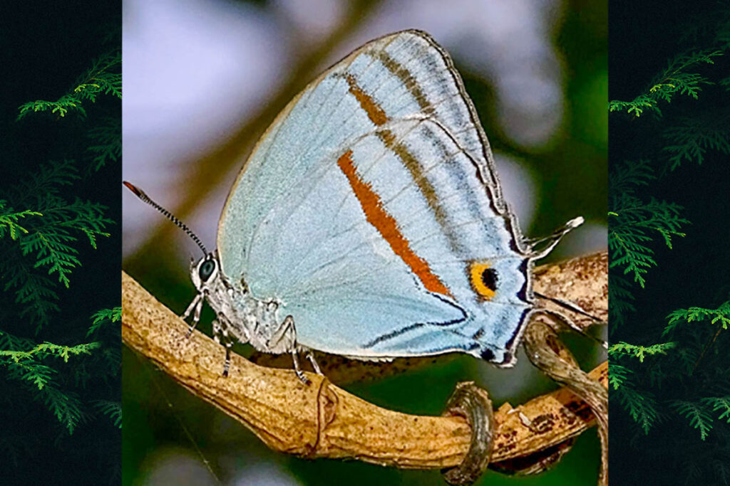 Paiwarria venulius