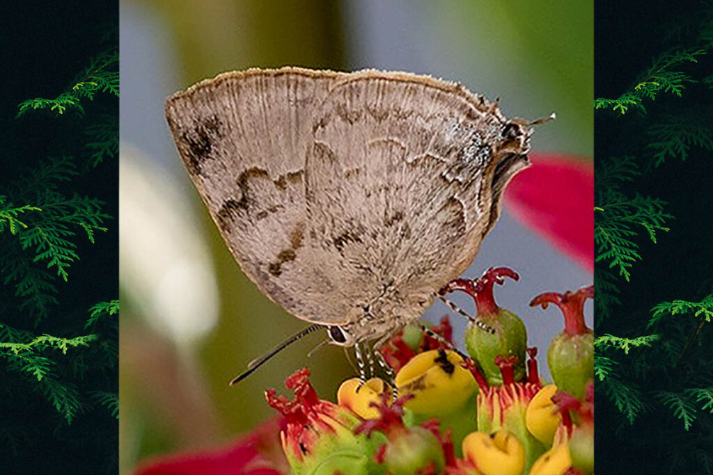 Panthiades hebraeus