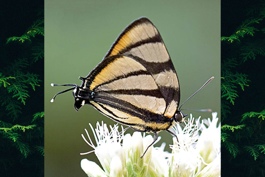 Panthiades phaleros