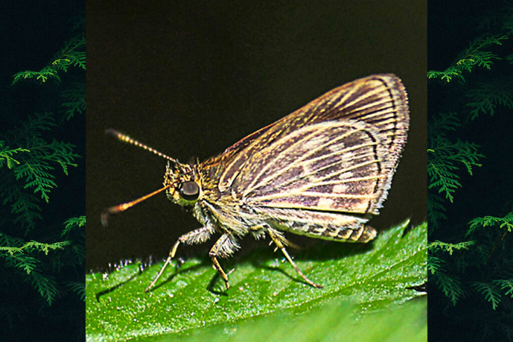 Parphorus pseudecorus