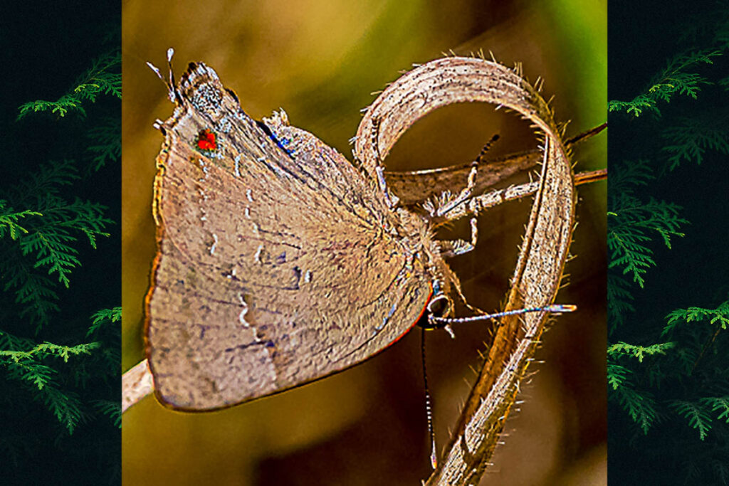 Parrhasius orgia
