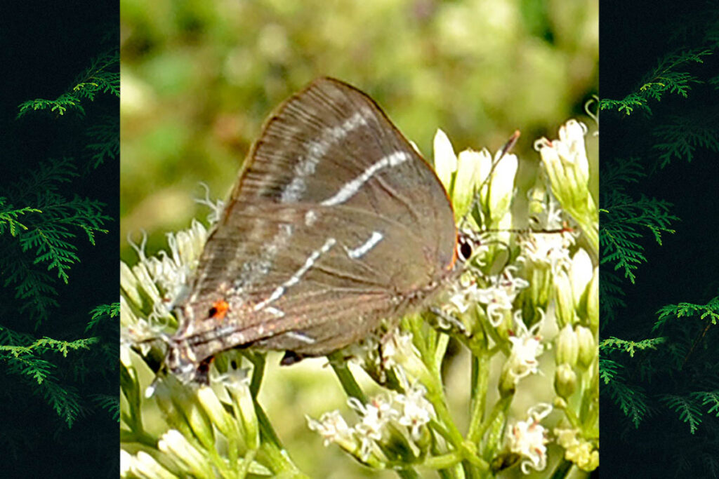 Parrhasius selika