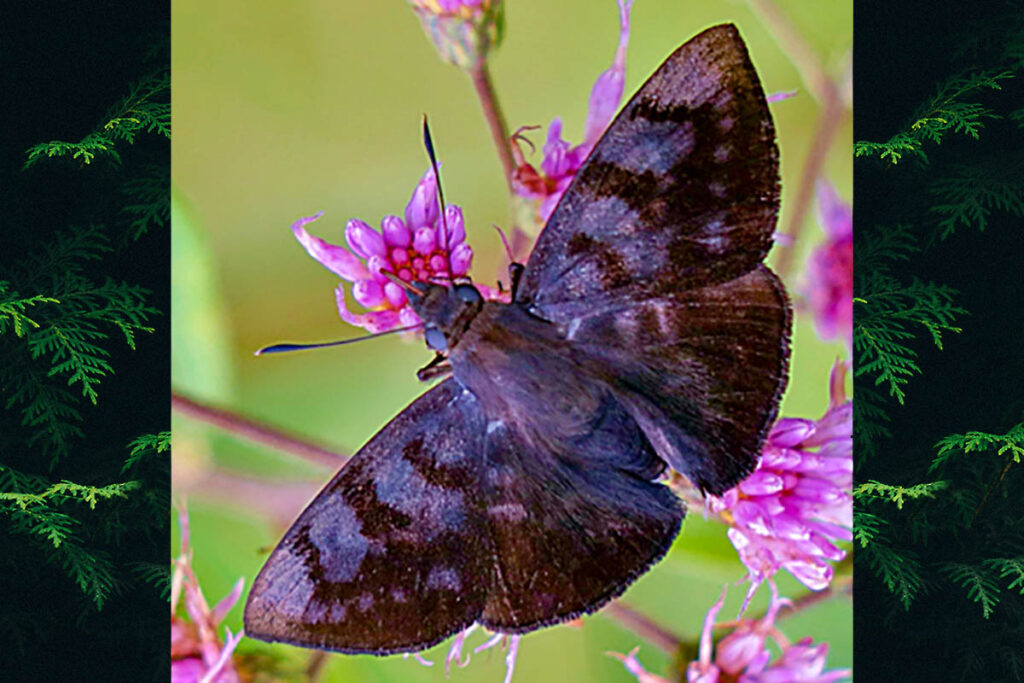Pellicia costimacula litoralis