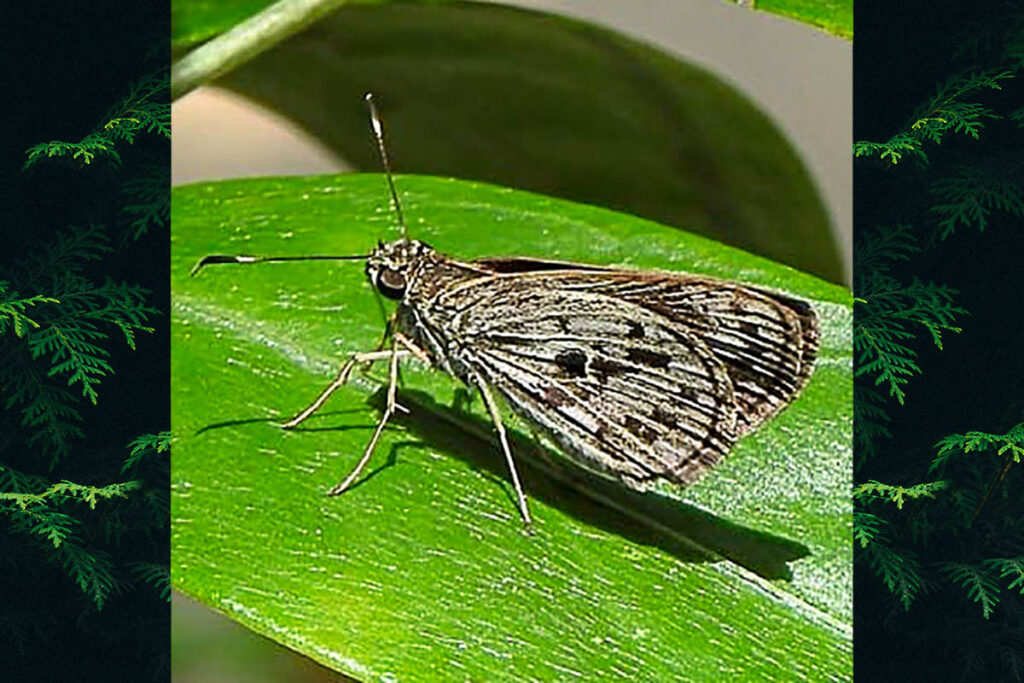 Phanes rezia