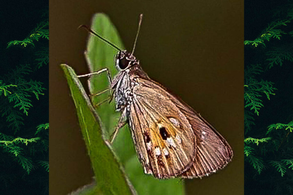Pheraeus odilia odilia