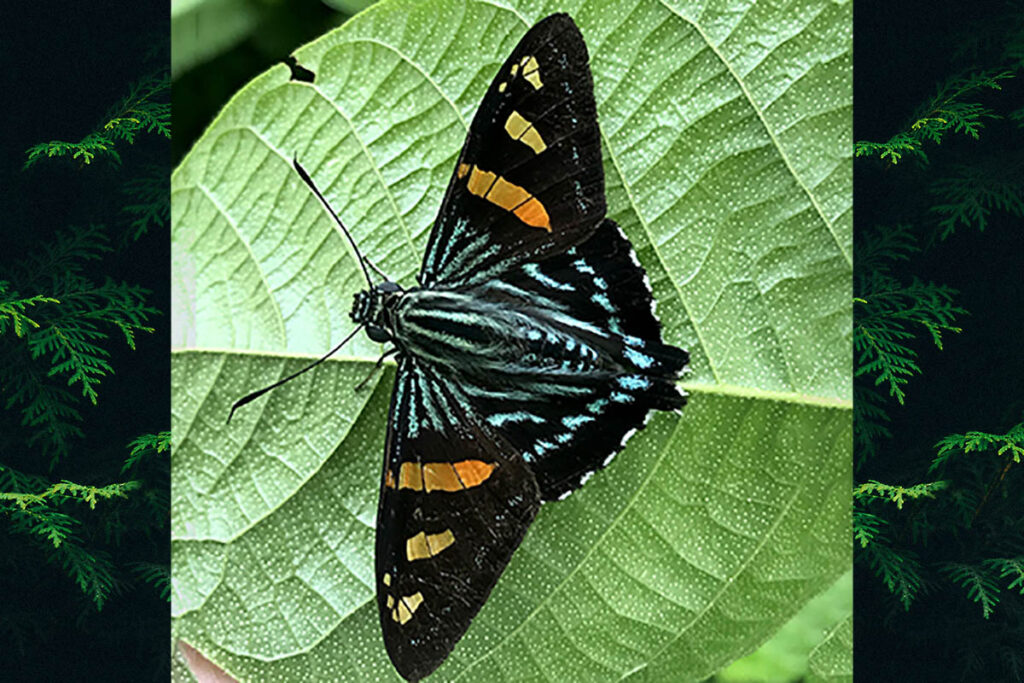 Phocides Pialia Pialia