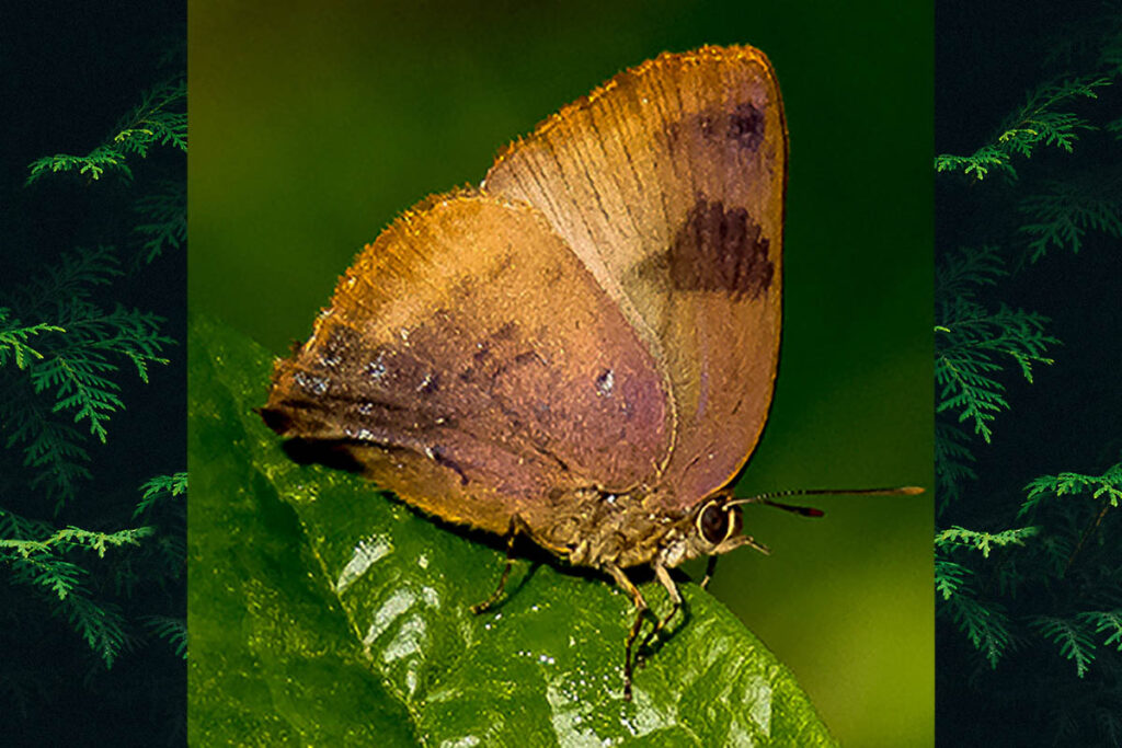 Porthecla dinus