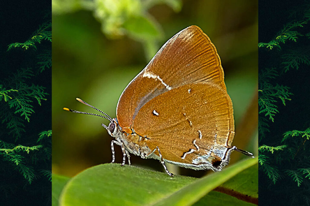 Porthecla ravus