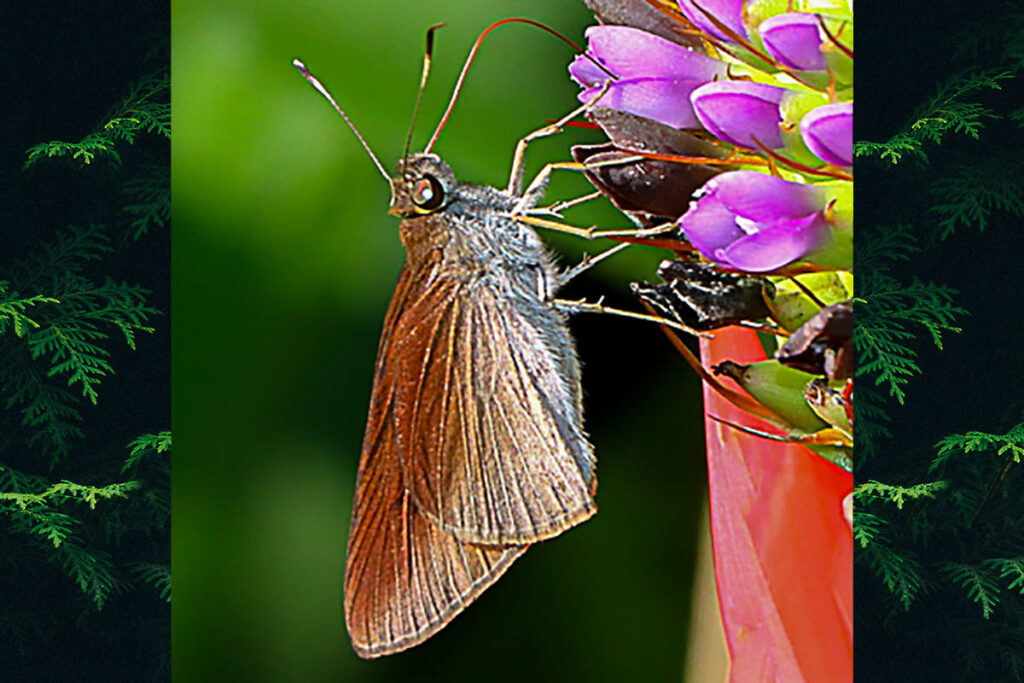 Propapias sipariana