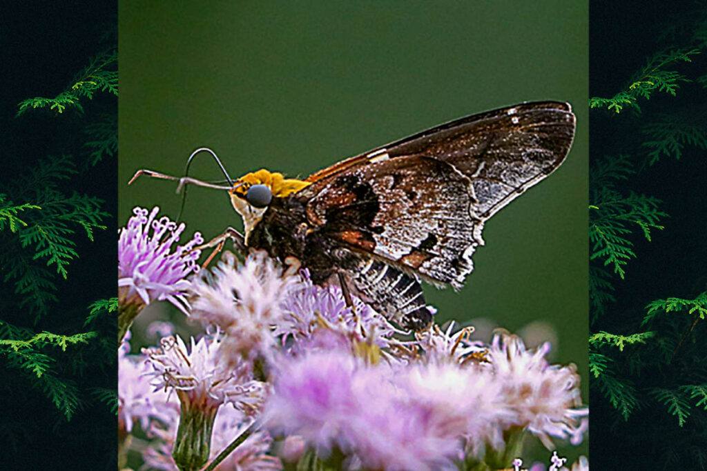 Proteides mercurius