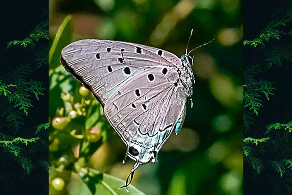 Pseudolycaena marsyas
