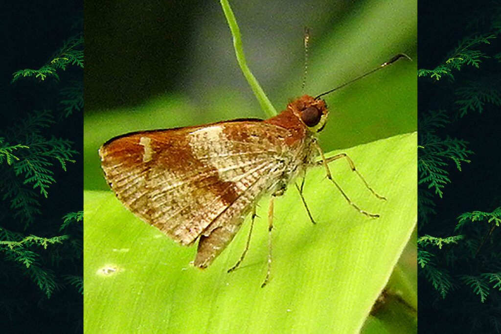 Psoralis umbrata