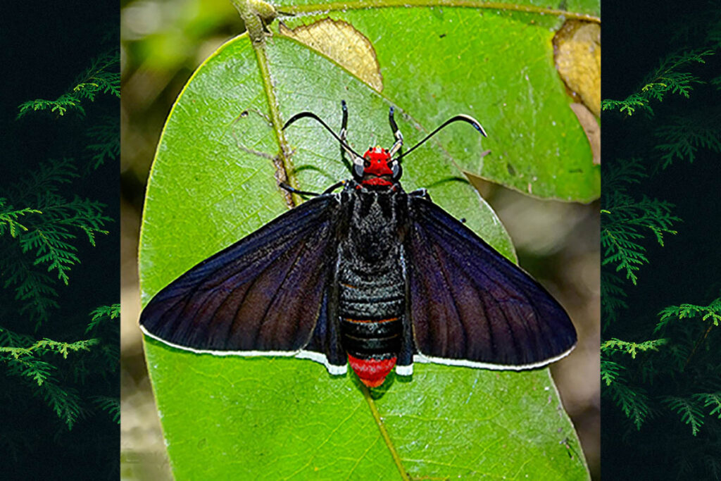 Pyrrhopyge phidias phidias