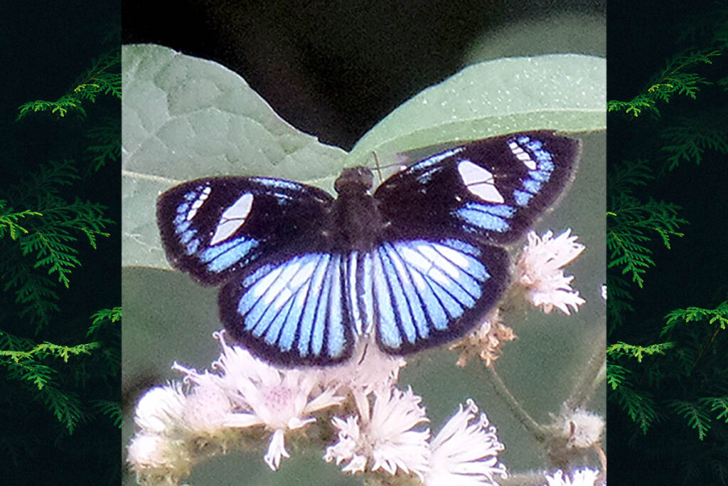 Pythonides jovianus