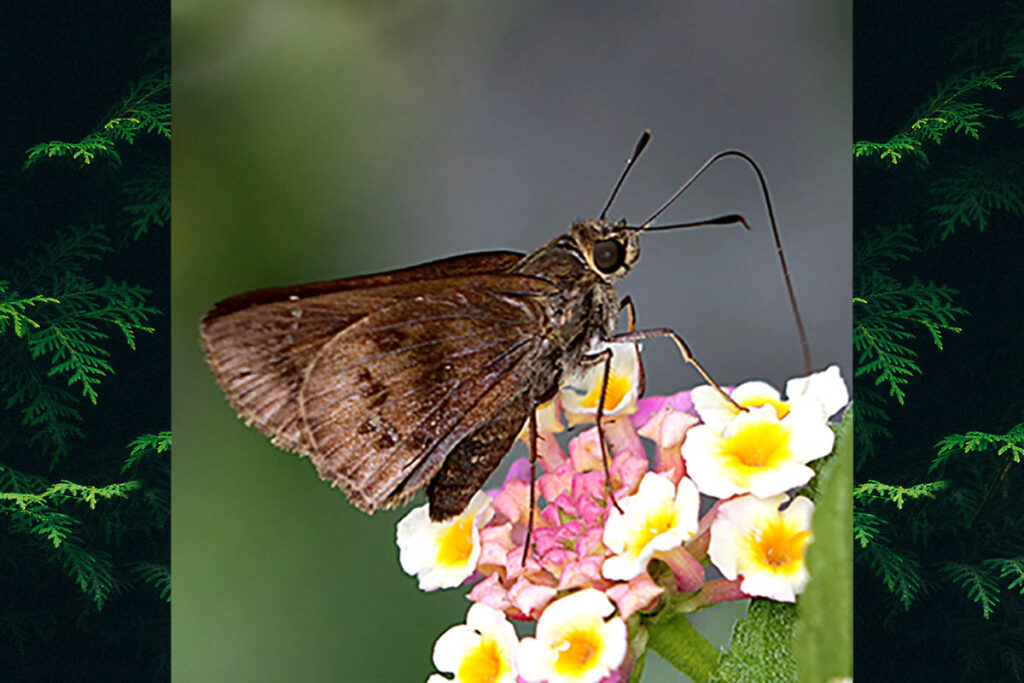 Quinta locutia