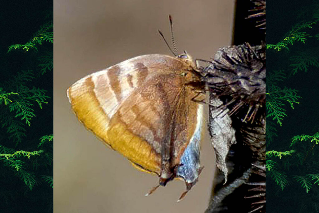 Rekoa malina