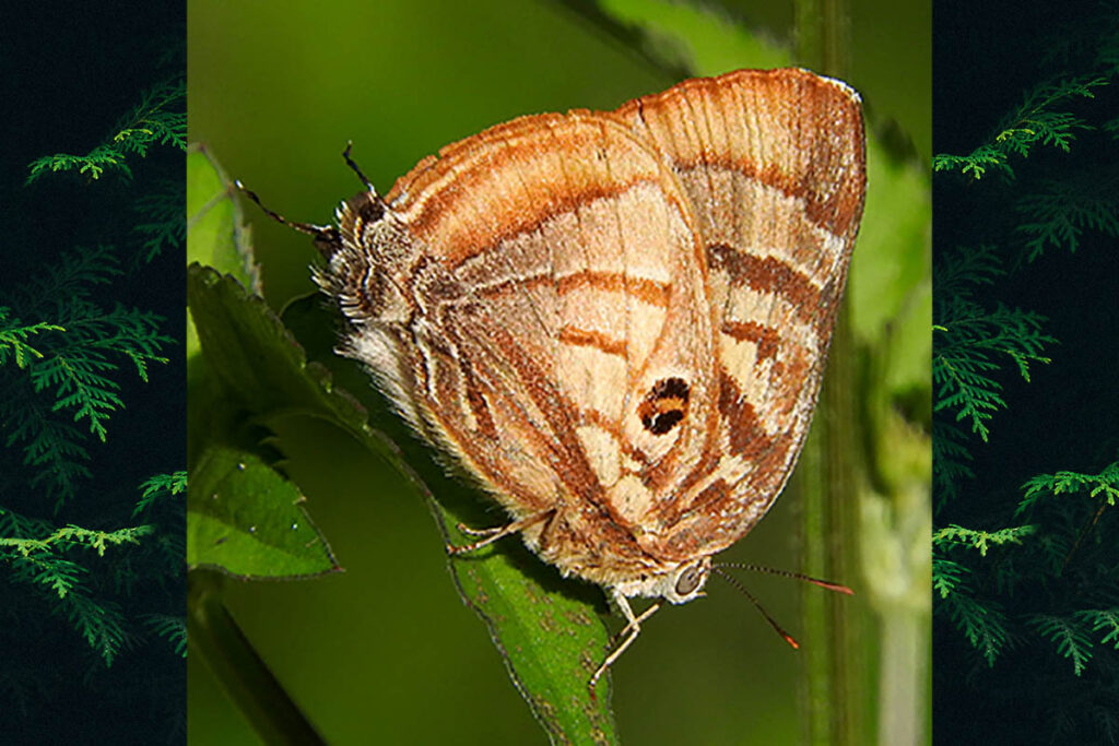 Rekoa meton 1
