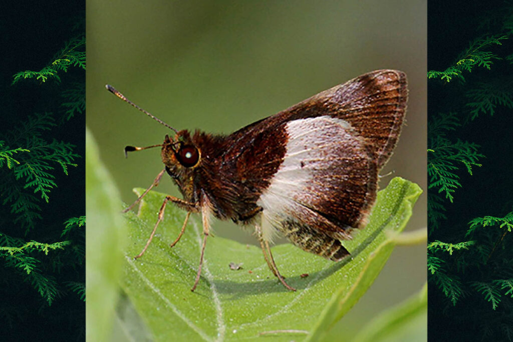 Remella remus