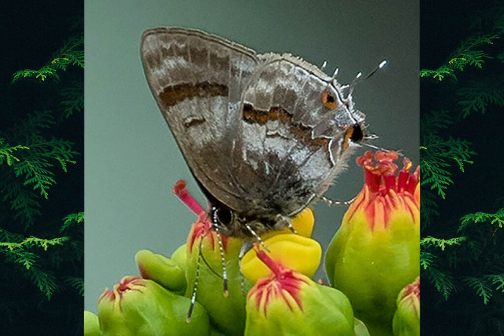 Rubroserrata ecbatana