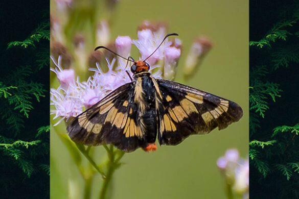 Mysoria xanthippe spixii