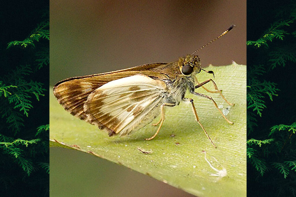 Saturnus conspicuus