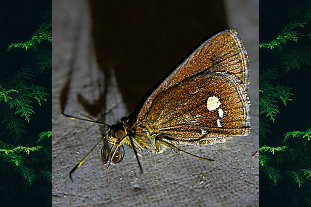 Sodalia argyrospila