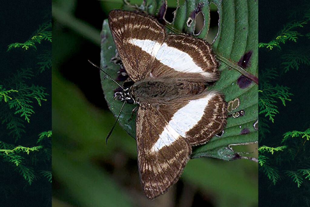 Sophista aristoteles