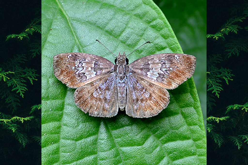 Sostrata bifasciata bifasciata