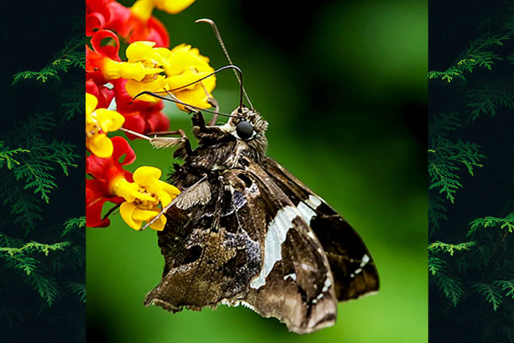 Spathilepia clonius
