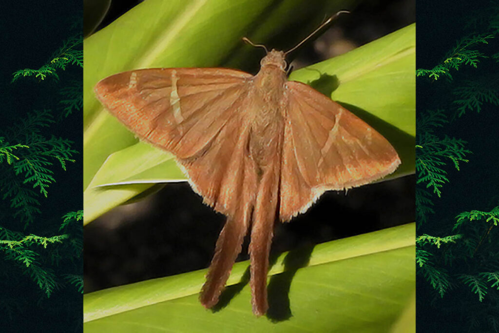 Spicauda teleus