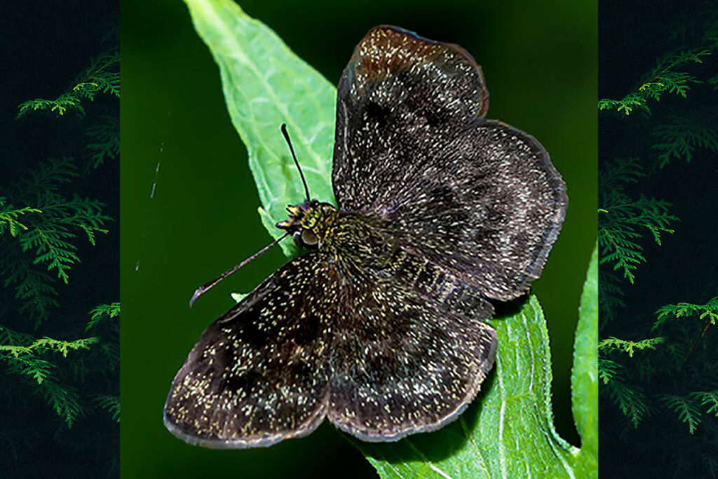 Staphylus chlorocephala