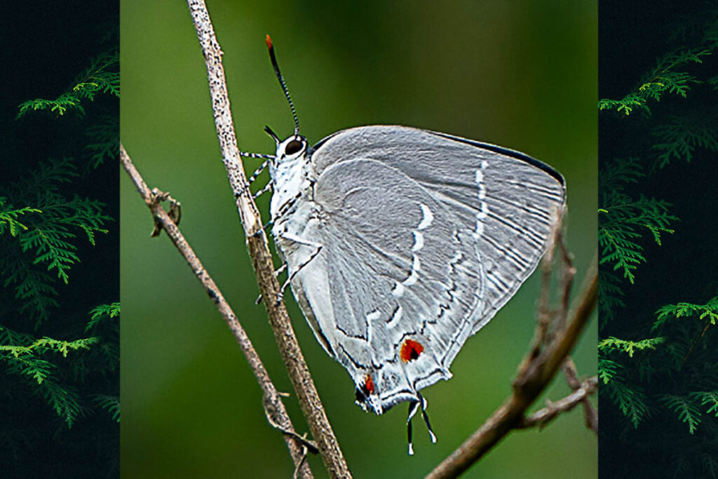 Strephonota elika