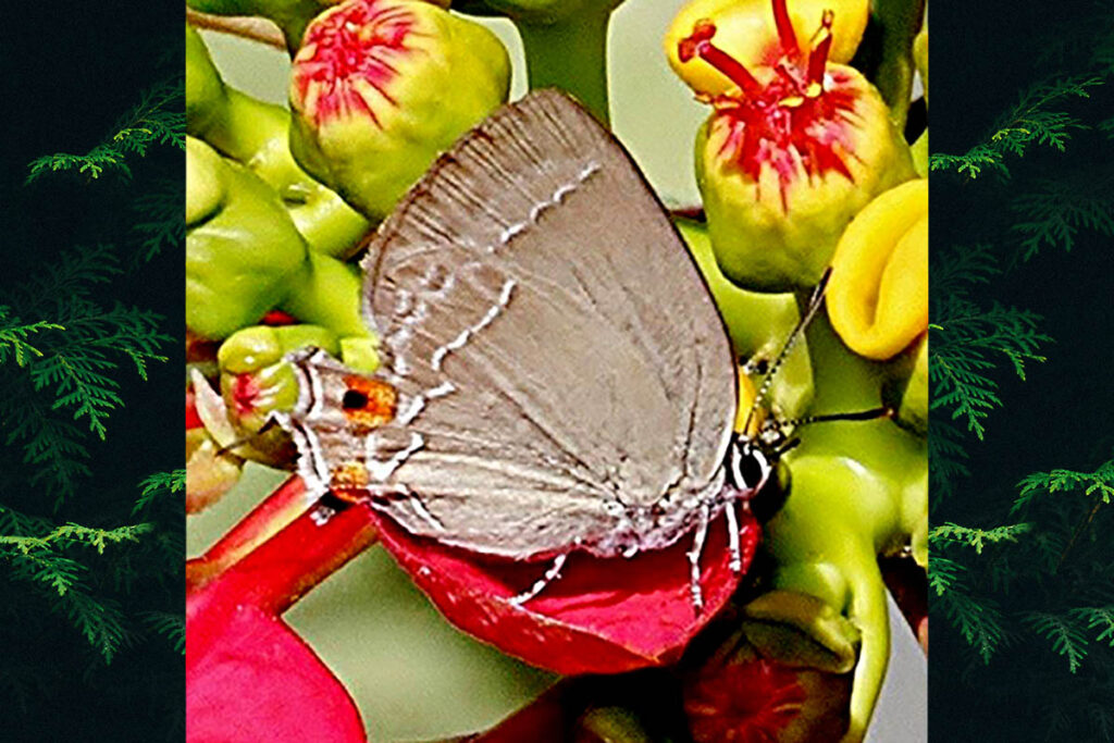 Strephonota jactator