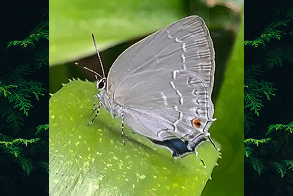 Strephonota tephraeus
