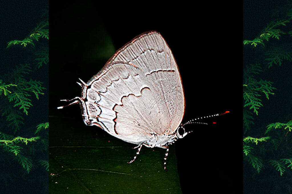 Symbiopsis lenitas