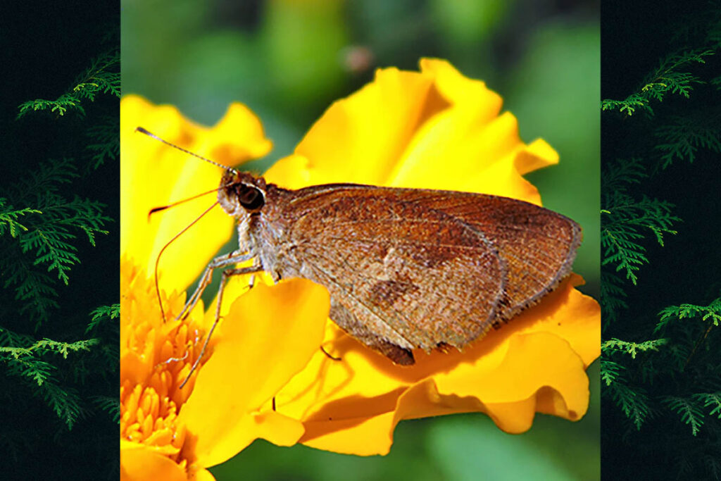 Synapte malitiosa