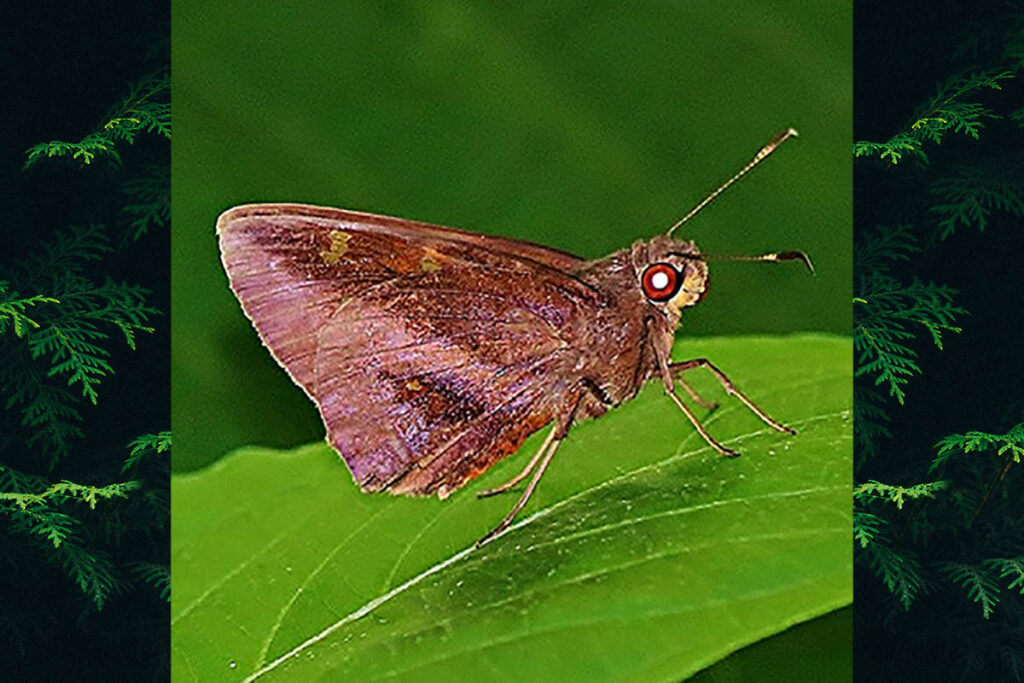 Talides sergestus